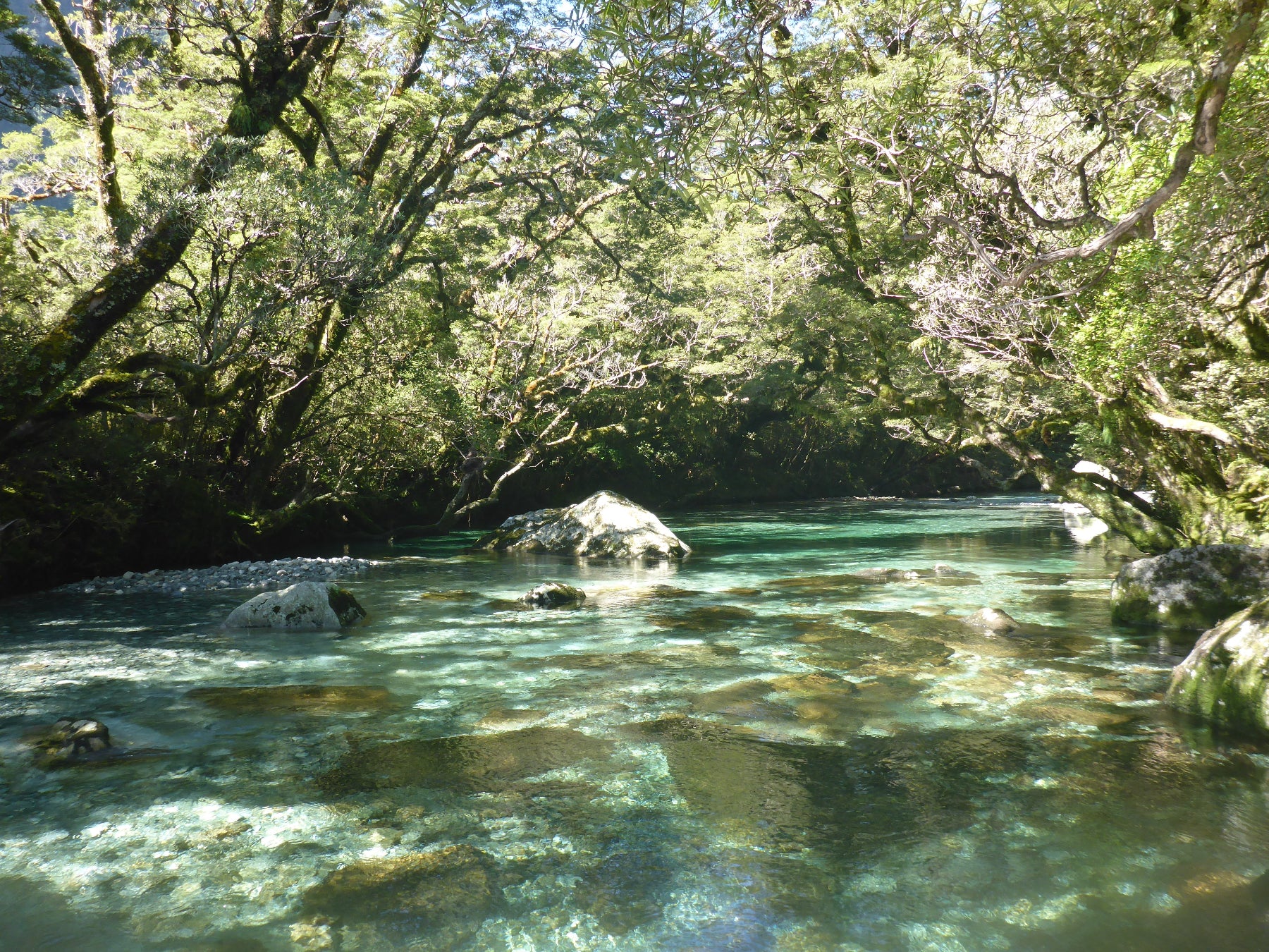 Clear stream flowing through a forest with green trees and rocks.
