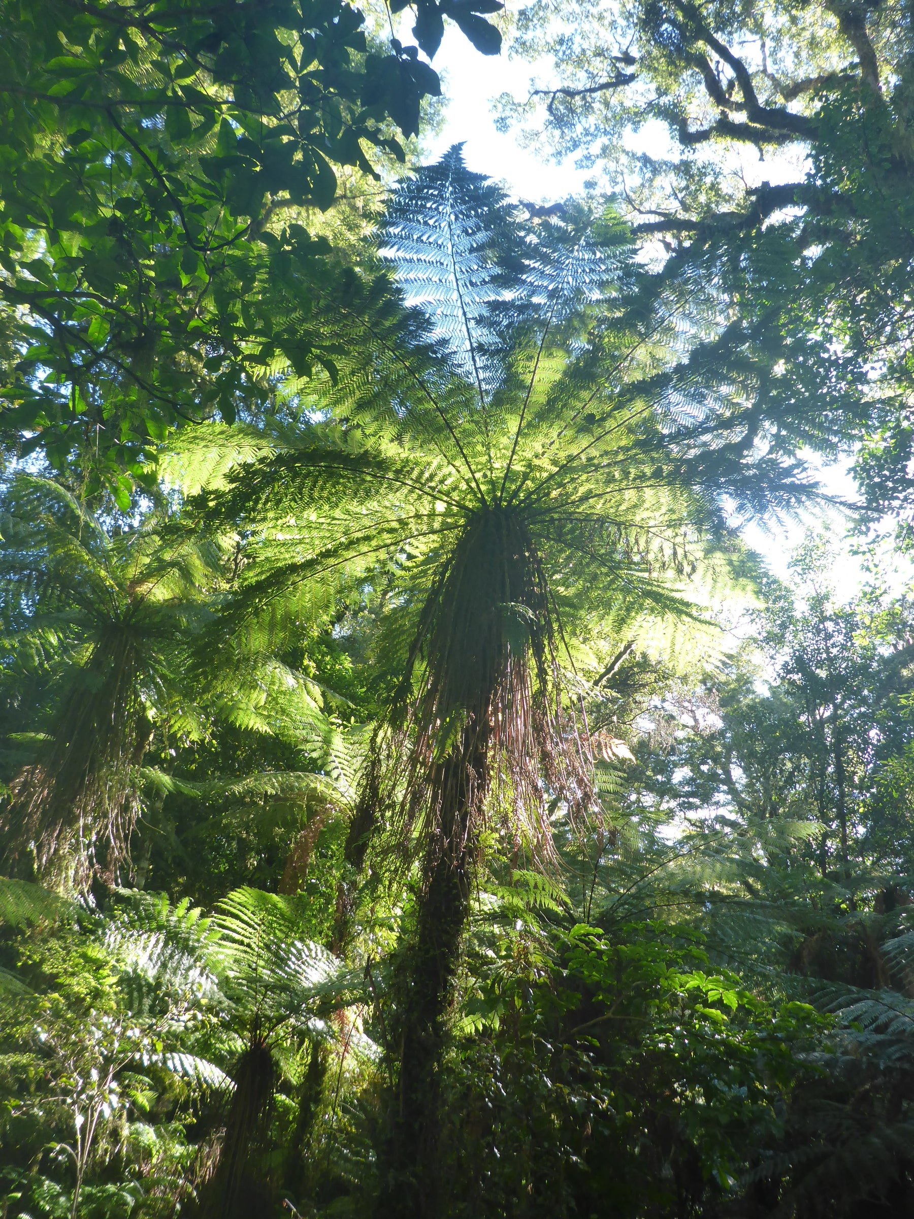 Native Bush Canopy